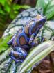 Diverse Nachzuchten Dendrobates auratus Pfeilgiftfrösche Frösche abzugeben